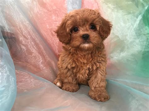 Shih tzu poodle breeder - Find Shihpoo puppies for saleNear South Carolina. Find Shihpoo puppies for sale. The Shihpoo is a crossbreed of the Shih Tzu and Miniature Poodle, two fluffy and sweet breeds. Shih Tzus were royal companions, while poodles love to fetch; overall, Shihpoos love to play and relax with family. Learn more.